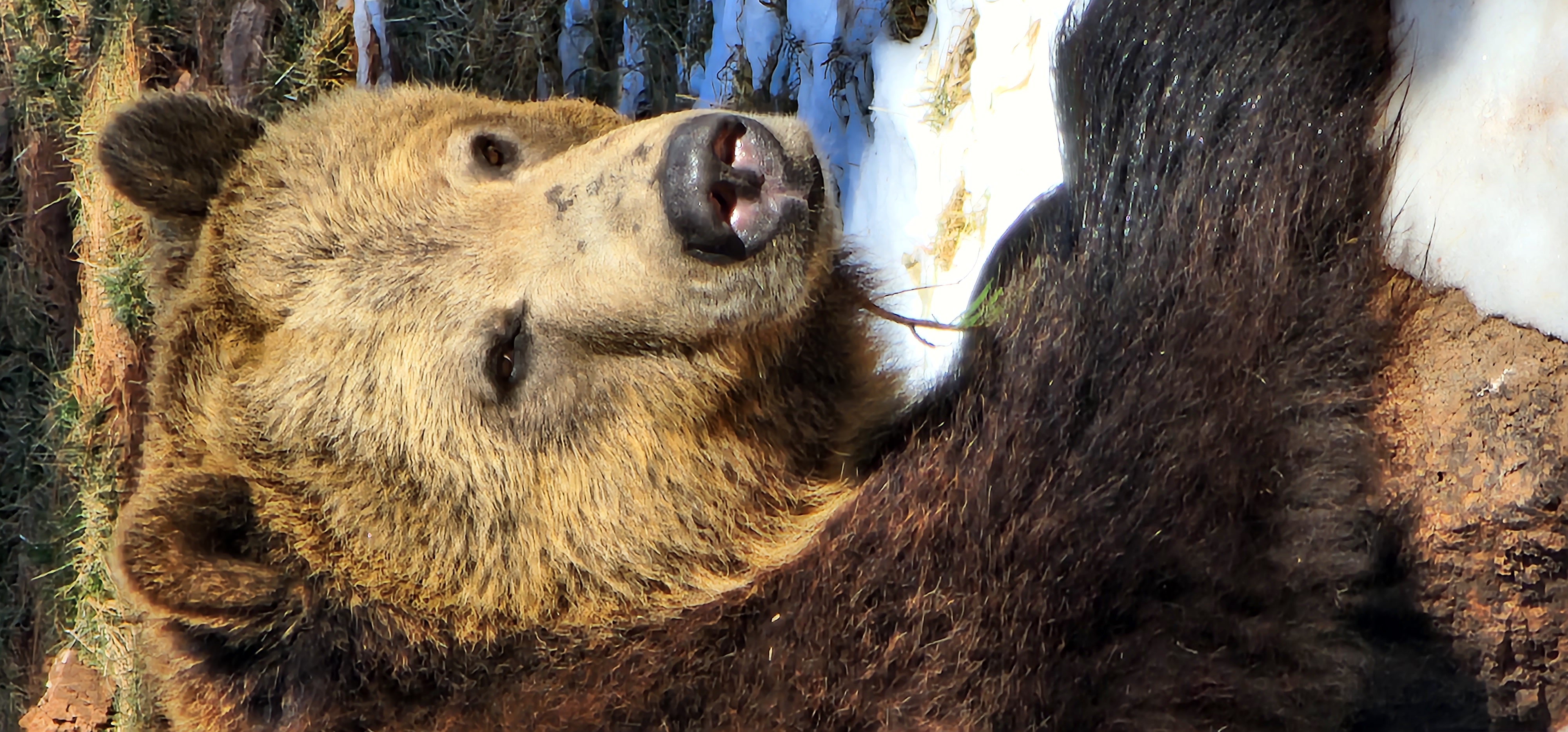 Grizzly Bear at Bearizona